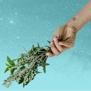 hand holding herbs wearing mindfulness marks as a symbol of being in the present moment