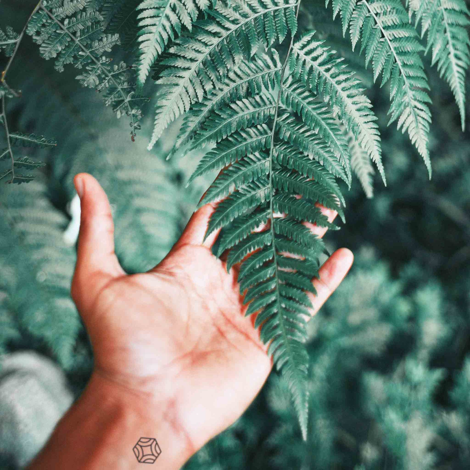 hand wearing love temporary tattoo holding fern leaf